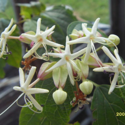 Clerodendrum Trichotomum