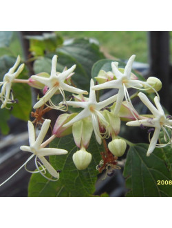 Clerodendrum Trichotomum