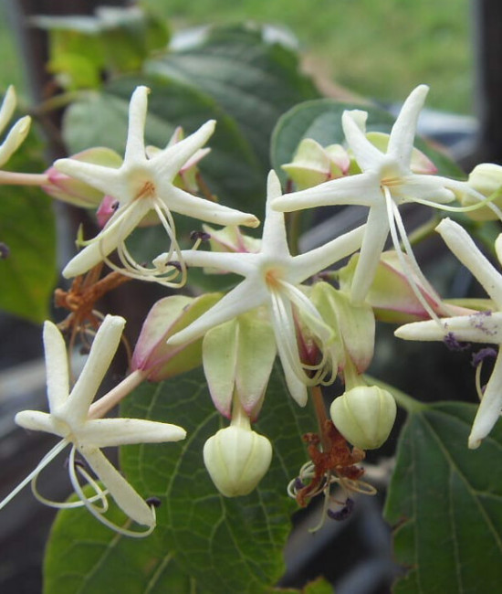Clerodendrum Trichotomum