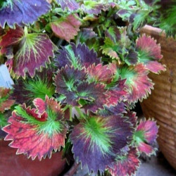 Coleus Tilt A whril