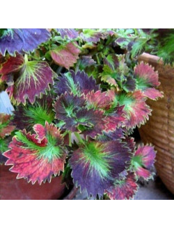 Coleus Tilt A whril