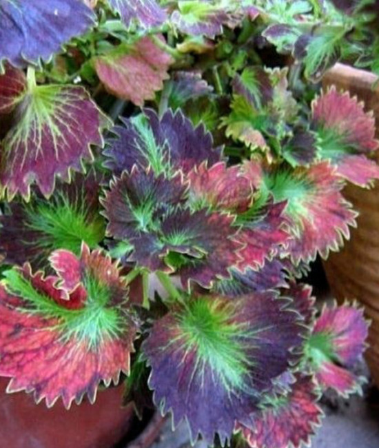 Coleus Tilt A whril