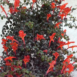 Columnea Saturn 