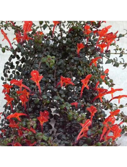 Columnea Saturn 