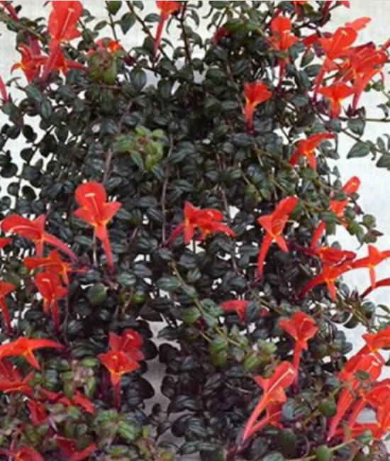 Columnea Saturn 
