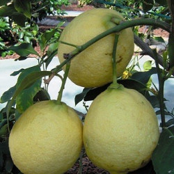 1 Z C Limom "Vanigilia"