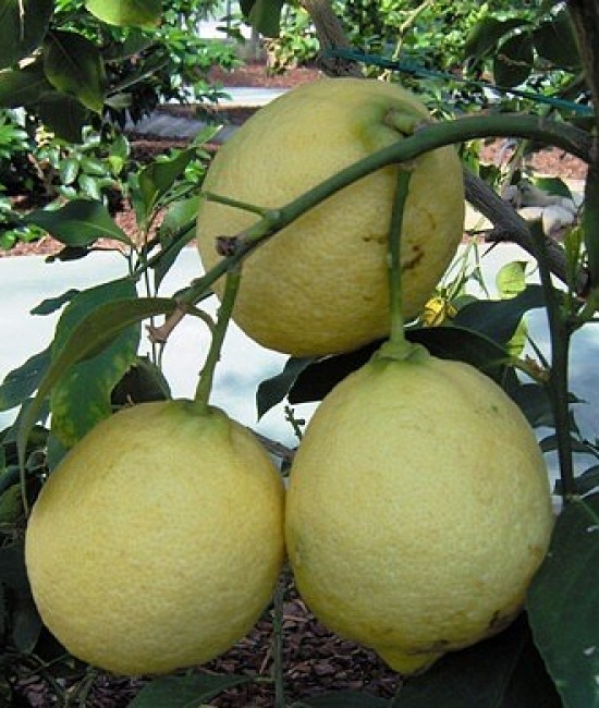 1 Z C Limom "Vanigilia"