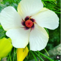 Alyogyne hakeifolia - Yellow Form