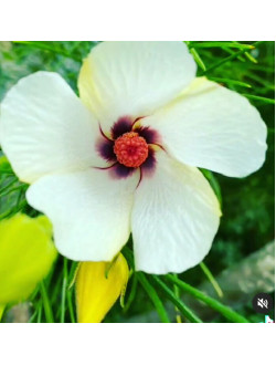 Alyogyne hakeifolia - Yellow Form