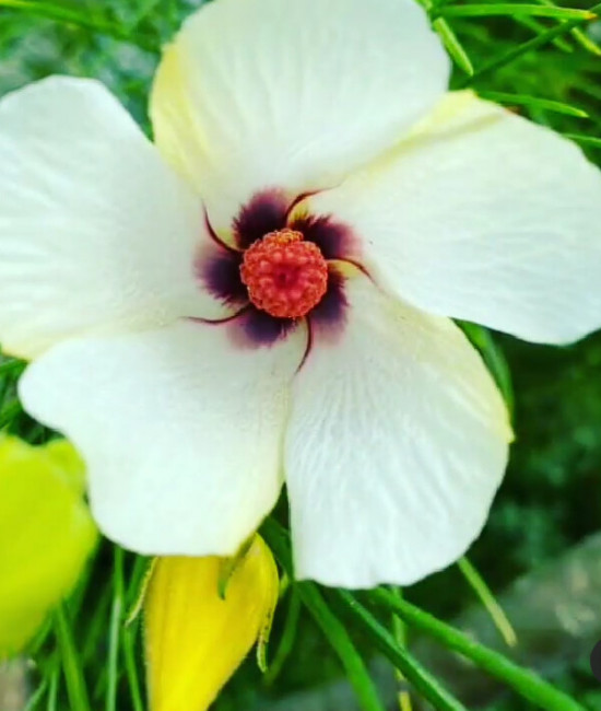 Alyogyne hakeifolia - Yellow Form