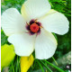 Alyogyne hakeifolia - Yellow Form