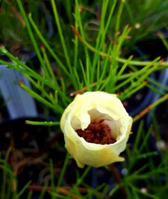 Alyogyne hakeifolia - Yellow Form