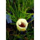 Alyogyne hakeifolia - Yellow Form