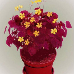 Oxalis hedysaroides 