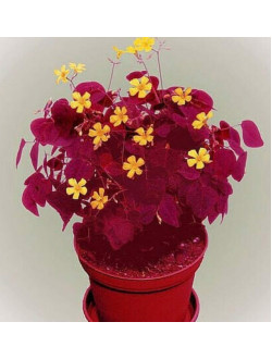 Oxalis hedysaroides 