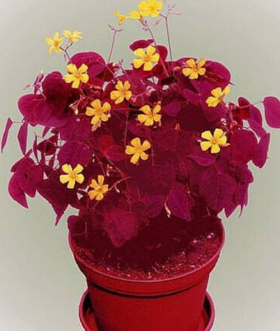 Oxalis hedysaroides 