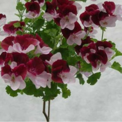 Pelargonium  Angels The Mole