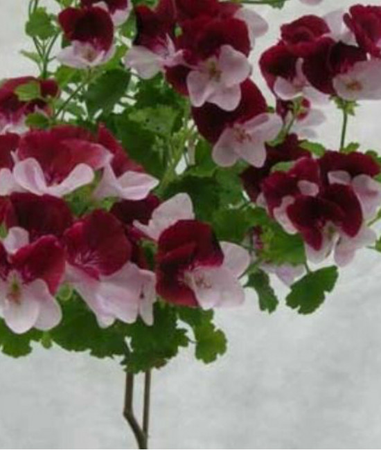 Pelargonium  Angels The Mole