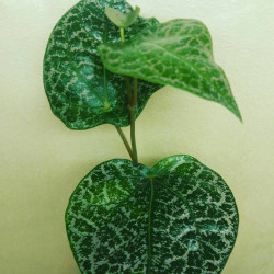 Piper  Ornatum