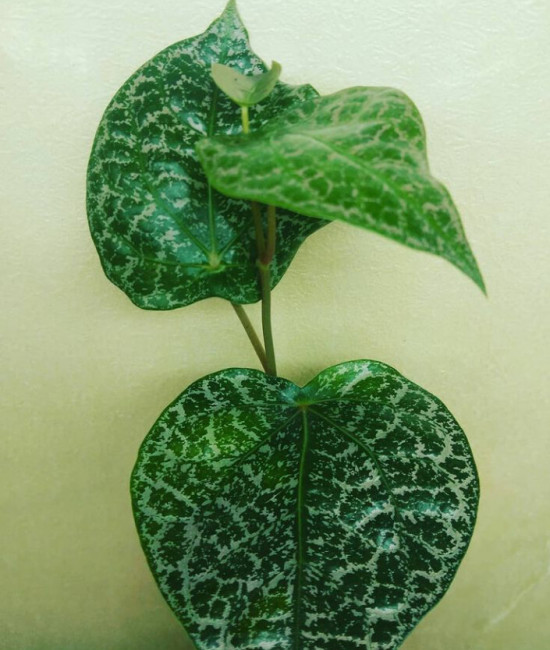 Piper  Ornatum