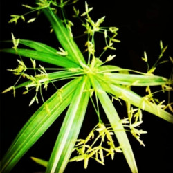 Cyperus variegatus mini