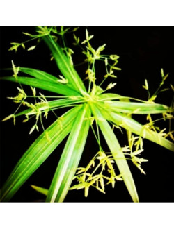 Cyperus variegatus mini