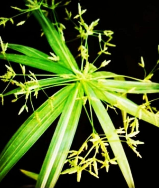 Cyperus variegatus mini