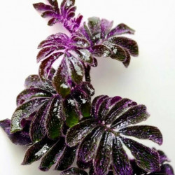 Solanum uleanu