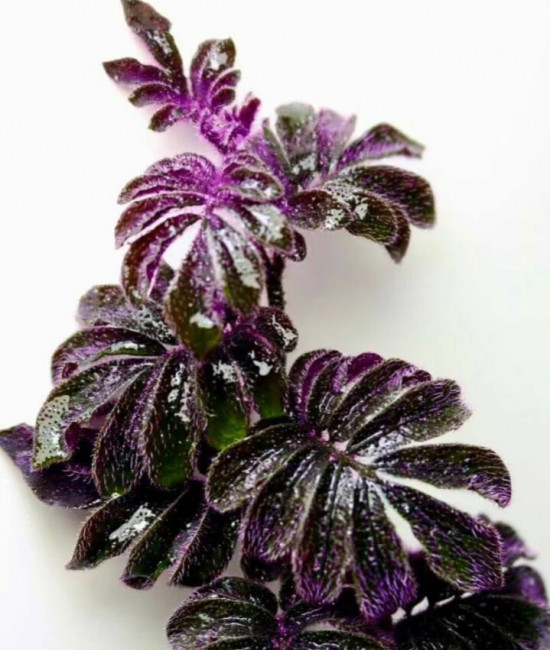 Solanum uleanu