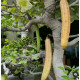 Parmentiera edulis