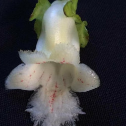 Drymonia serrulata