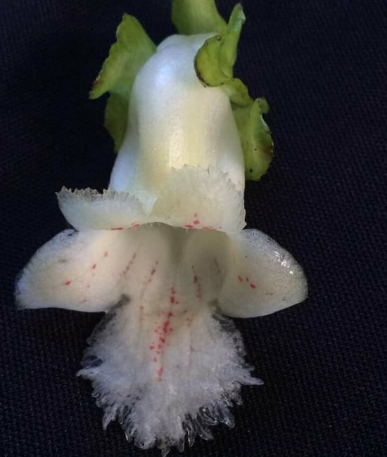 Drymonia serrulata