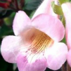 Синнингия Parfum Lemon (ароматная)