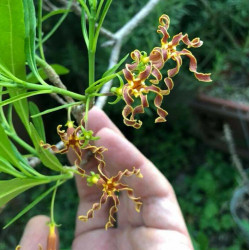Strophanthus Boivinii