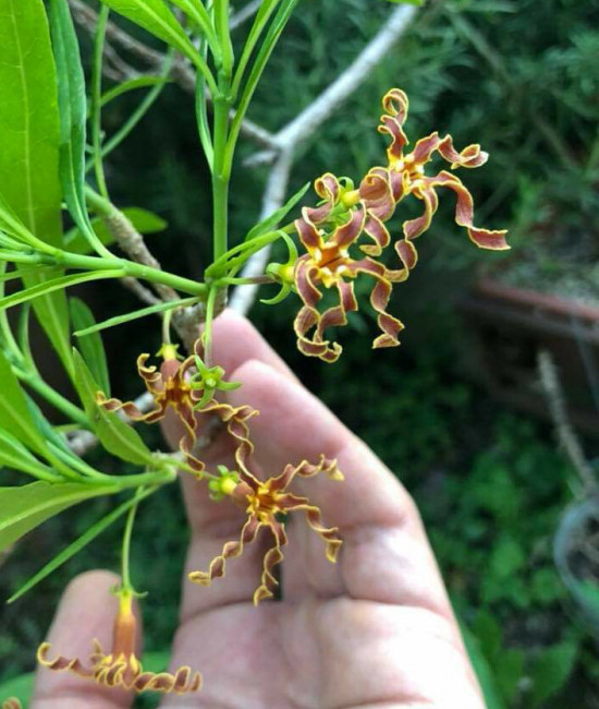 Strophanthus Boivinii