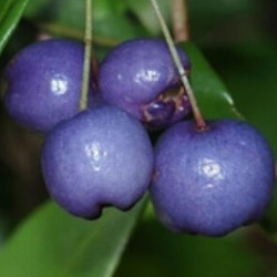 Syzygium oleosum