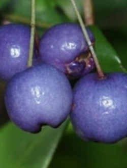 Syzygium oleosum