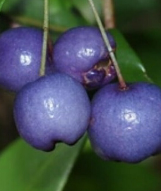 Syzygium oleosum