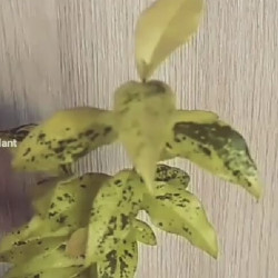 Комнатная вишня  Malpilgia Variegata