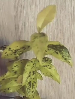 Комнатная вишня  Malpilgia Variegata