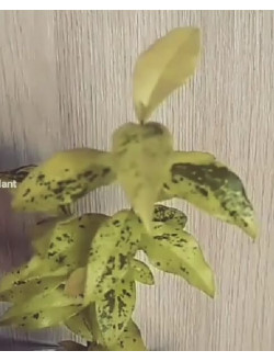 Комнатная вишня  Malpilgia Variegata