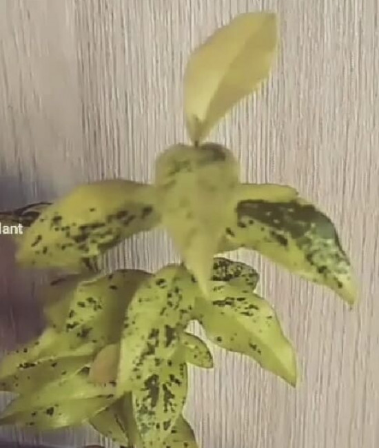 Комнатная вишня  Malpilgia Variegata