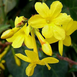 JASMIN NUDIFLORUM