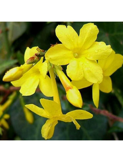 JASMIN NUDIFLORUM