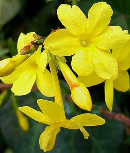 JASMIN NUDIFLORUM
