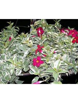 Mandevilla Fire And Ice ppaf