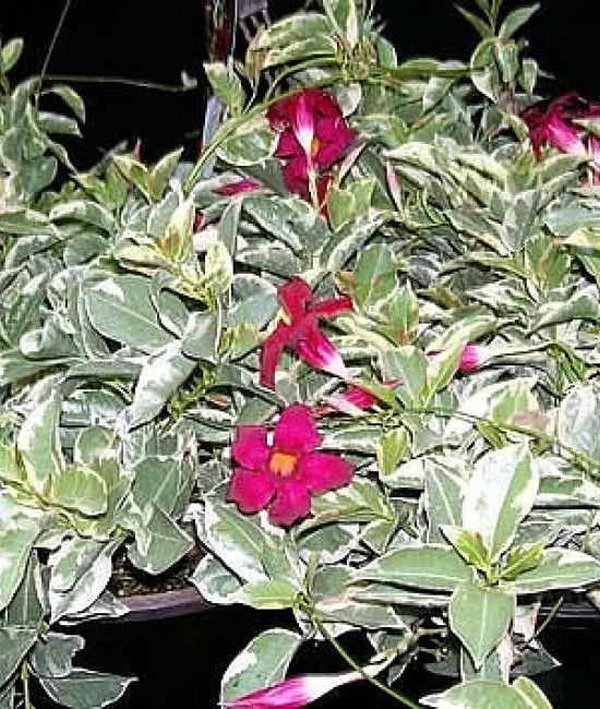 Mandevilla Fire And Ice ppaf