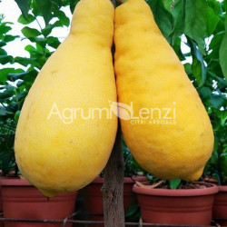 Citrus pera del commendatore o lumia priforme
