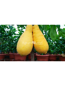 Citrus pera del commendatore o lumia priforme