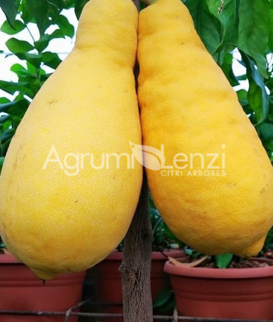 Citrus pera del commendatore o lumia priforme